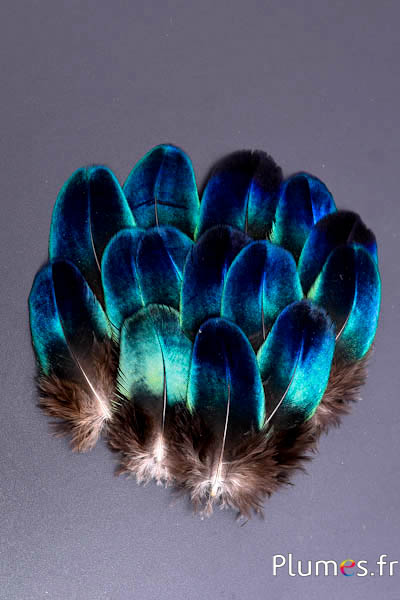 Paon bleu saphir - 3-5 cm - bleu naturel métallisé